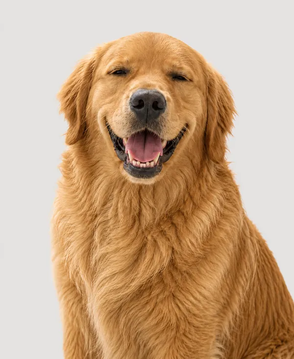 Milo, Jesse's golden retriever